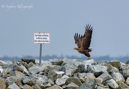 Alles was fliegt von A bis Z