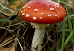 Alles Pilze