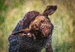 Hundeshooting